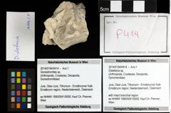 Foto (Objekt + Etiketten) von Distefania sp. 